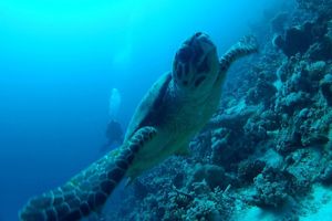 Запрошуємо на дайвінг сафарі Червоним морем - листопад 2017!